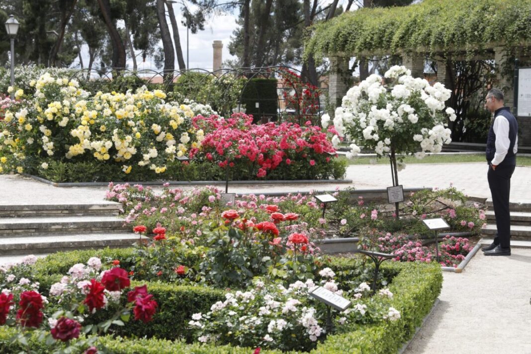La Rosaleda del parque del Oeste celebra la 70ª edición del Concurso Internacional de Rosas Nuevas con 82 variedades de 12 países